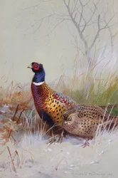 Fagiani dal collo ad anello cinesi nella neve, 1910